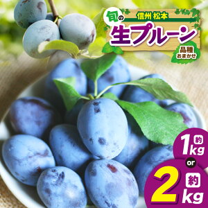 �y�ӂ邳�Ɣ[�Łz�y��s��t�F2026�N�����z�M�B�Y �i�킨�܂����{�̐��v���[���y�I�ׂ�z ��1kg�i500g × 2�p�b�N�jor ��2kg�i500g × 4�p�b�N�j�b�ӂ邳�Ɣ[�� �M�B ���{ �v���[�� �ʕ� �t���[�c 