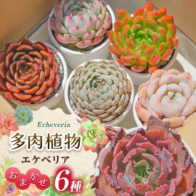 【ふるさと納税】〔多肉植物〕エケベリア・おまかせ6種セット| ふるさと納税 エケベリア 多肉植物 植物 グリーン 観葉植物 ガーデニング おまかせセット 送料無料 長野県 松本市