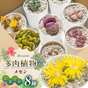 �y�ӂ邳�Ɣ[�Łz�k�����A���l���Z���E���܂���8��Z�b�g| �ӂ邳�Ɣ[�� �G�P�x���A �����A�� �A�� �O���[�� �ϗt�A�� �K�[�f�j���O ���܂����Z�b�g �������� ���쌧 ���{�s