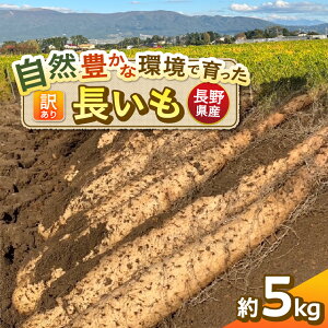 yӂ邳Ɣ[ŁzMB{Y ̃L`  󂠂 5kg b  Ȃ  Ƃ T_ VN R f MB 쌧 { ӂ邳Ɣ[