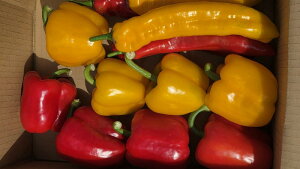 ystF2026Nzyӂ邳Ɣ[ŁzyIׂeʁzpvJp(󏭕i)@500g`2kg | pvJ p   W[V[ tbV wV[ ӂ邳Ɣ[ MB 