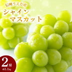 特産 シャインマスカット JA信州うえだ 大房 2房 約1.1kg マスカット 葡萄 ぶどう ブドウ 果物 くだもの フルーツ 信州 長野　【 上田市 】　お届け：2024年9月下旬から10月中旬まで