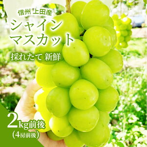yӂ邳Ɣ[ŁzVC}XJbg 2kgO 4[O Ԃǂ  uhE }XJbg 2kg ʕ  t[c fU[g {̉ʕ {̃t[c 쌧 @͂F2025N9{`10