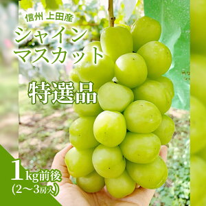 yӂ邳Ɣ[ŁzI VC}XJbg 1kgO 2`3[ Ԃǂ  uhE }XJbg 1kg ʕ  t[c fU[g {̉ʕ {̃t[c Mtg 蕨 v[g 쌧 