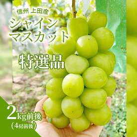【ふるさと納税】特選 シャインマスカット 2kg前後 4房前後 ぶどう 葡萄 ブドウ マスカット 2kg 果物 くだもの フルーツ デザート 旬の果物 旬のフルーツ ギフト 贈り物 プレゼント 長野県 長野　お届け：2025年9月上旬～10月中旬