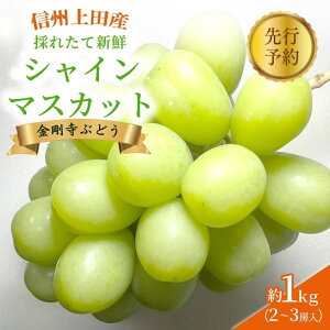 yӂ邳Ɣ[Łz2025Ns\ VC}XJbg MBcYԂǂ 1kg 2`3[ Ԃǂ  uhE }XJbg 1kg ʕ  t[c fU[g {̉ʕ {̃t[c 쌧