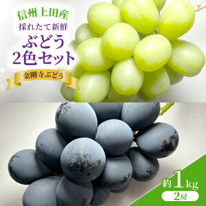 yӂ邳Ɣ[ŁzVC}XJbg iKmp[v MBcYԂǂ 1kg 2[ lߍ킹 VC}XJbg iKmp[v  uhE 1kg ʕ  t[c fU[g {