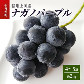 【ふるさと納税】ナガノパープル 信州上田産 約2kg 4～5房 ぶどう ブドウ 葡萄 ナガノパープル 2kg 種なし 果物 くだもの フルーツ デザート 旬の果物 旬のフルーツ 長野県 長野 上田市　お届け：2025年9月上旬～中旬