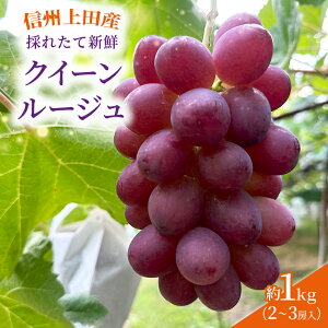 yӂ邳Ɣ[ŁzԂǂ NC[[W(R) MBcY nԂǂ 1kg 2`3[ Ԃǂ  uhE NC[[W 1kg ʕ  t[c fU[g {̉ʕ {̃t[c 쌧