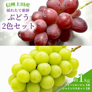 【ふるさと納税】ぶどう クイーンルージュ(R)×シャインマスカット 信州上田産 金剛寺ぶどう 約1kg 2房 2色セット 詰め合わせ 葡萄 ブドウ 1kg 果物 くだもの フルーツ デザート 旬の果物 旬の