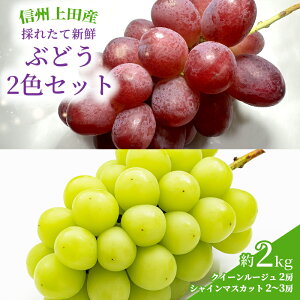 yӂ邳Ɣ[ŁzԂǂ NC[[W(R)×VC}XJbg MBcY Ԃǂ 2kg 4`5[ 2FZbg lߍ킹  uhE 2kg ʕ  t[c fU[g {̉ʕ {