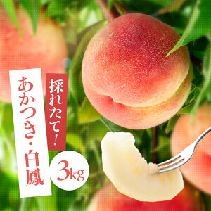 yӂ邳Ɣ[ŁzMBYuv3kgqEPry2026N7菇z | ʕ  t[c `    P 쌧 MB MB ѓcs H07