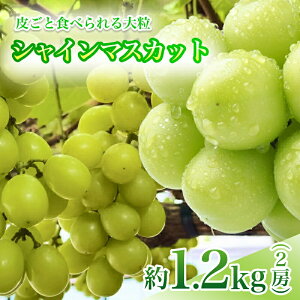 yӂ邳Ɣ[Łzy9{甭\zMB Y Â 嗱 VC}XJbg 2[ 1kg 炲 Hׂ Ԃǂ | ʕ  t[c VC}XJbg  Ԃǂ }XJb