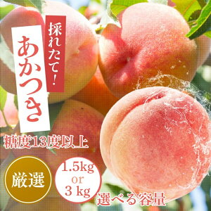 yӂ邳Ɣ[Łzy2026Ns\z   x13xȏyIׂeʁz1.5kg 3kg | {BEl ʕ  t[c     쌧 MB MB ѓcs