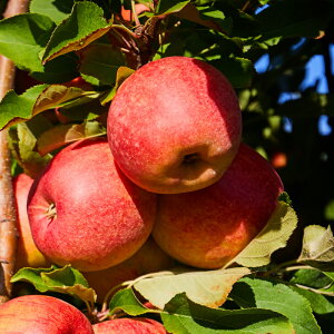 �y�ӂ邳�Ɣ[�Łz�y2026�N��s�\��z��M�B�Y �T������ ��5kg �󂠂� 16�`20�� | �T������ �ь� ��� �����S �ʕ� �������� �t���[�c �M�B ��M�B �������� �ӂ邳�Ɣ[�� ���쌧 �ѓc�s K36