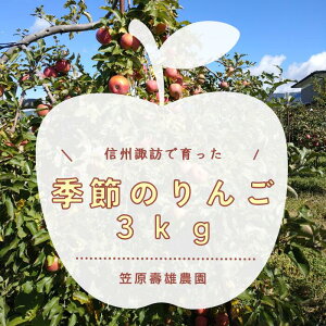 �y�ӂ邳�Ɣ[�Łz�G�߂̂�� 3kg [2026�N������][��s��t]�^�}����Y�_�� ��� �����S �ь� �M�B�Y �M�B��� �������� �������߂�� �M�B ���쌧 �z�K�s �z�K �y105�z