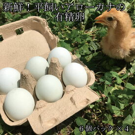 【ふるさと納税】新鮮！平飼いアローカナの有精卵（6個パック×4）《タナカファーム》アローカナ 鶏卵 青い卵