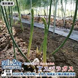 【ふるさと納税】朝採れ新鮮！ 訳ありB級品！アスパラガス 約1.2kg （M～2Lサイズ）【峯村農園直送】■2024年発送■※4月中旬頃～9月上旬頃まで順次発送予定 アスパラ 野菜