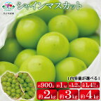 シャインマスカット【内容量が選択可能】900g 1kg 1.2kg 2kg 3kg 4kg 1.4kg以上（大房2房）《黒岩果樹園》■2024年発送■※9月上旬頃～11月上旬頃にかけて順次発送予定 果物 ぶどう フルーツ 先行予約 予約