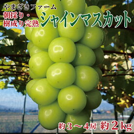 楽天市場 ふるさと納税 シャインマスカットの通販