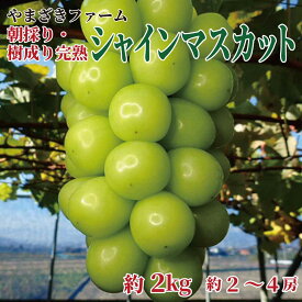 【ふるさと納税】【先行予約】大人気！長野県産 シャインマスカット 朝採り・樹成り完熟で新鮮いっぱい！約2kg（約2～4房）《やまざきファーム》■2024年発送■■※9月中旬頃～11月上旬頃まで順次発送予定 フルーツ 果物 葡萄 ブドウ ぶどう シャインマスカット