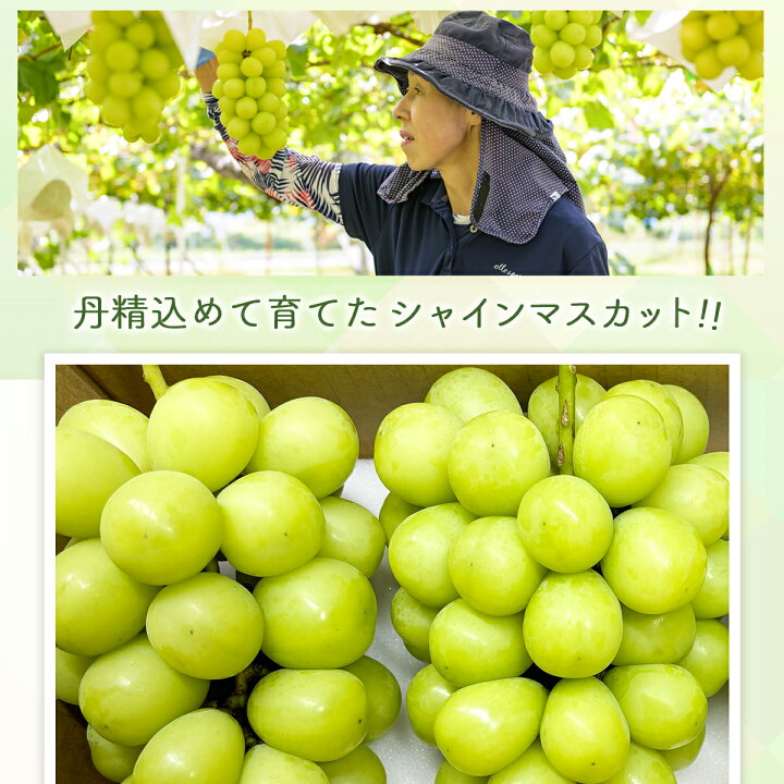 楽天市場】【ふるさと納税】【先行予約】大人気！ 長野県産シャイン 