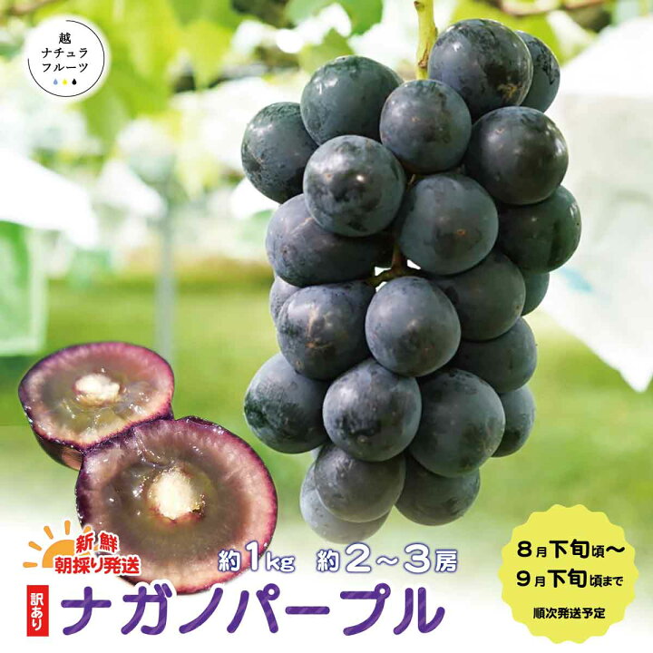 楽天市場】【ふるさと納税】新鮮朝採り発送☆【ちょっと訳あり 家庭用  
