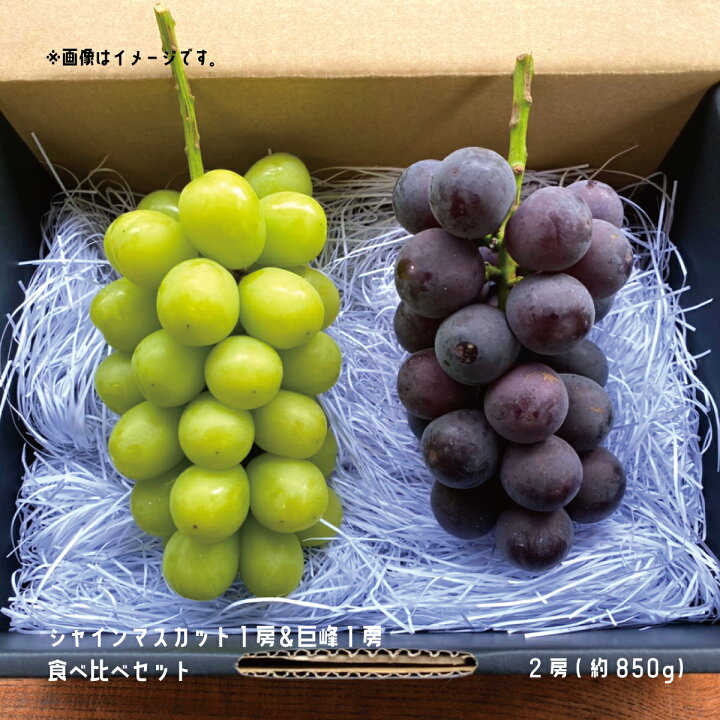 楽天市場 ふるさと納税 シャインマスカット1房 種無し巨峰1房食べ比べセット2房 約850g 牧農園 21年発送 ９月中旬頃より順次発送予定 フルーツ 果物 ブドウ ぶどう シャインマスカット 巨峰 食べ比べ セット 長野県須坂市