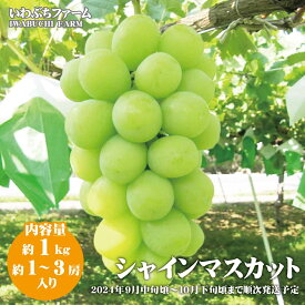 【ふるさと納税】シャインマスカット 約1kg（約1～3房）《いわぶちふぁーむ》■2024年発送■※9月中旬頃～10月下旬頃まで順次発送予定 フルーツ 果物 ぶどう ブドウ 葡萄 先行予約 予約