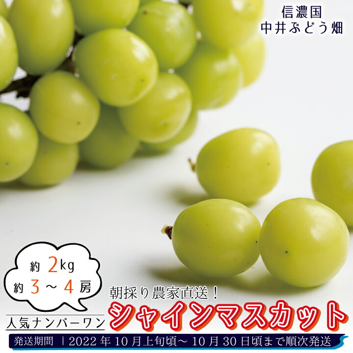 楽天市場 ふるさと納税 朝採り農家直送 人気ナンバーワン シャインマスカット 約2kg 約3 4房 信濃国 中井ぶどう畑 22年発送 10月上旬頃 10月下旬頃まで順次発送予定 フルーツ 果物 ぶどう ブドウ 葡萄 長野県須坂市