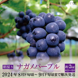 【ふるさと納税】朝採り ナガノパープル 約2kg(約3～6房)《信州神田ぶどう園》■2024年発送■※8月下旬頃～9月下旬頃まで順次発送予定 果物 ぶどう フルーツ 果物類 ナガノパープル