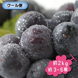楽天市場 ナガノパープルの通販