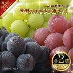 季節のぶどう3種セット(各2房) (シャインマスカット2房は必ず入ります)《信州グルメ市場》■2024年発送■※9月上旬頃～9月下旬頃まで順次発送予定 果物 フルーツ ぶどう ブドウ 葡萄 シャインマスカット 詰め合わせ 先行予約 期間限定 数量限定