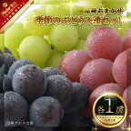 季節のぶどう3種セット(各1房) (シャインマスカット1房は必ず入ります)《信州グルメ市場》■2024年発送■※9月上旬頃～9月下旬頃まで順次発送予定 果物 フルーツ ぶどう ブドウ 葡萄 シャインマスカット 詰め合わせ 先行予約 期間限定 数量限定