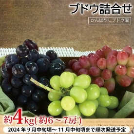 【ふるさと納税】皮ごと食べられる ブドウ詰合せ 約4kg（約6～7房）《かんばやしブドウ園》 ■2024年発送■※9月中旬頃～11月中旬頃まで順次発送予定 フルーツ 果物 ぶどう ブドウ 葡萄 ナガノパープル シャインマスカット 先行予約 予約