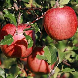 【ふるさと納税】中松井農園のサンふじ　約10kg 長野 小諸 信州 リンゴ 林檎　【果物類・林檎・りんご・リンゴ・サンふじ・約10kg 】　お届け：2024年12月上旬～2025年1月下旬まで