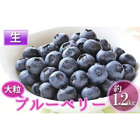 【ふるさと納税】先行予約 2026年発送 信州小諸産 大粒生ブルーベリー 約1.2kg 12パック入 長野県産 果物 フルーツ 風味豊か 小諸市　お届け：2026年7月中旬～7月下旬