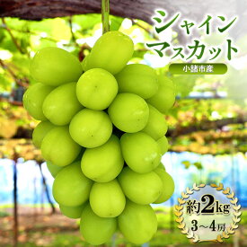 【ふるさと納税】シャインマスカット 先行予約 約2kg 3～4房 果物 フルーツ ぶどう 大粒 甘い 完熟　お届け：2026年10月上旬～10月下旬