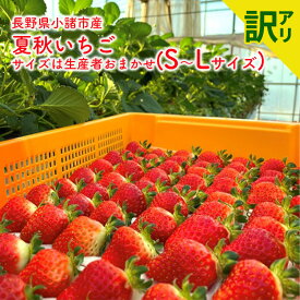 【ふるさと納税】【訳アリ商品】長野県小諸市産夏秋いちご　サイズは生産者おまかせ(S～Lサイズ) 果物 フルーツ 食後 デザート 高糖度 香りが強い ストロベリー 産地直送　お届け：2025年7月上旬～12月下旬