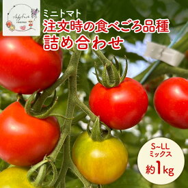 【ふるさと納税】ミニトマト 約1kg 注文時の食べごろ品種詰め合わせ アイビーファーム 長野 信州 小諸 産地直送　お届け：2026年8月中旬～10月下旬まで