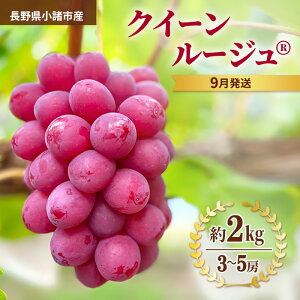 �y�ӂ邳�Ɣ[�Łz�y��s�\��^2026�N9�������z�N�C�[�����[�W��(R)��2kg 3�`5�[ �d�ʕۏ� �M�B ���� �ʕ� �t���[�c �Ԃǂ� �u�h�E �햳�� �Â� ���n �G�ߌ��� �����p �嗱 �Y�n���� �V�N �����