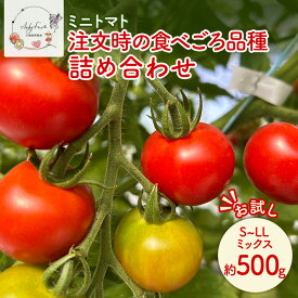 【ふるさと納税】【お試し】 ミニトマト 約500g 注文時の食べごろ品種詰め合わせ アイビーファーム 長野 信州 小諸 産地直送　お届け：2026年8月中旬～10月下旬