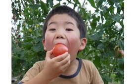 【ふるさと納税】【010-07】アルプスイーナちゃん　トマト（4キロ箱入り）