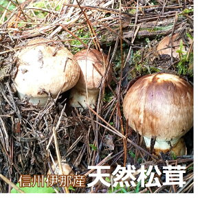 yӂ邳Ɣ[Łz  MB ɓ   Ԍ l̏ i؂K S̎n  ܂ }c^P 쌧 ɓߎs l Iׂ 󂠂 p 500g 1kg