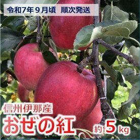 【ふるさと納税】【012-54】令和7年9月ごろ発送　信州のりんご　おぜの紅　約5キロ　（りんご・リンゴ・林檎）　長野県　伊那市　5キロ　5kg　与古美
