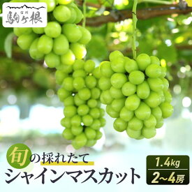 【ふるさと納税】シャインマスカット 約 1.4kg 2～4房 長野 ぶどう 種なし 皮ごと 産地直送 フルーツ 果物 デザート おやつ マスカット ブドウ 葡萄 秋 旬 旬の果物 旬のフルーツ 信州 信州産 長野県 長野県産 2025 2025年　お届け：2025年10月上旬～11月下旬頃
