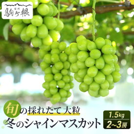 【ふるさと納税】【特選房】冬のシャインマスカット 約 1.5kg 2～3房 長野 特選 大粒 ぶどう 種なし 皮ごと 産地直送 フルーツ 果物 贈答 ギフト マスカット 信州 信州産 長野県 2025 2025年　お届け：2025年11月下旬より順次発送