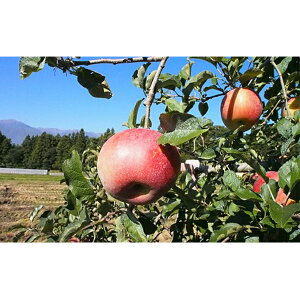 �y�ӂ邳�Ɣ[�Łz2026�N�Y ��� ���� ���I �����p �V�i�m�X�C�[�g 5kg �i12�`18�ʁj �Y�n���� �M�t�g �v���[���g ���� �����i ���蕨 �t���[�c �ʕ� �f�U�[�g ����� �����S �ь� �H �{ �M�B ��