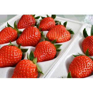 �y�ӂ邳�Ɣ[�Łz��M�B�Y�u�������v (300g×4�p�b�N)�@�y���b�V���A����z �ʕ��� � �C�`�S�@���͂��F2026�N1�����{�`5����{