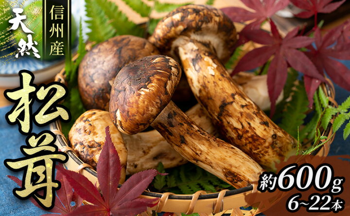 楽天市場】【ふるさと納税】信州産「天然松茸」（約600g/6〜22本 
